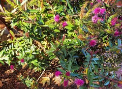 Veronica × andersonii