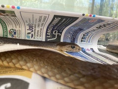 Oxyuranus scutellatus