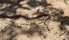 Oxyuranus scutellatus