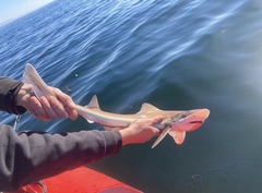 Mustelus henlei