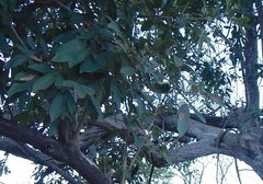 Vitex mollis