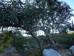 Vitex mollis