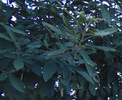 Vitex mollis