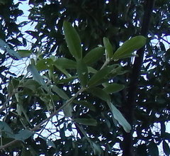 Vitex mollis