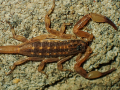 Isometrus maculatus