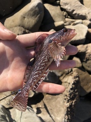 Hexagrammos