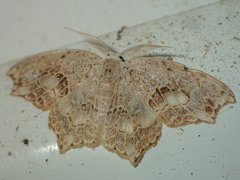 Hyalospectra altipustularia