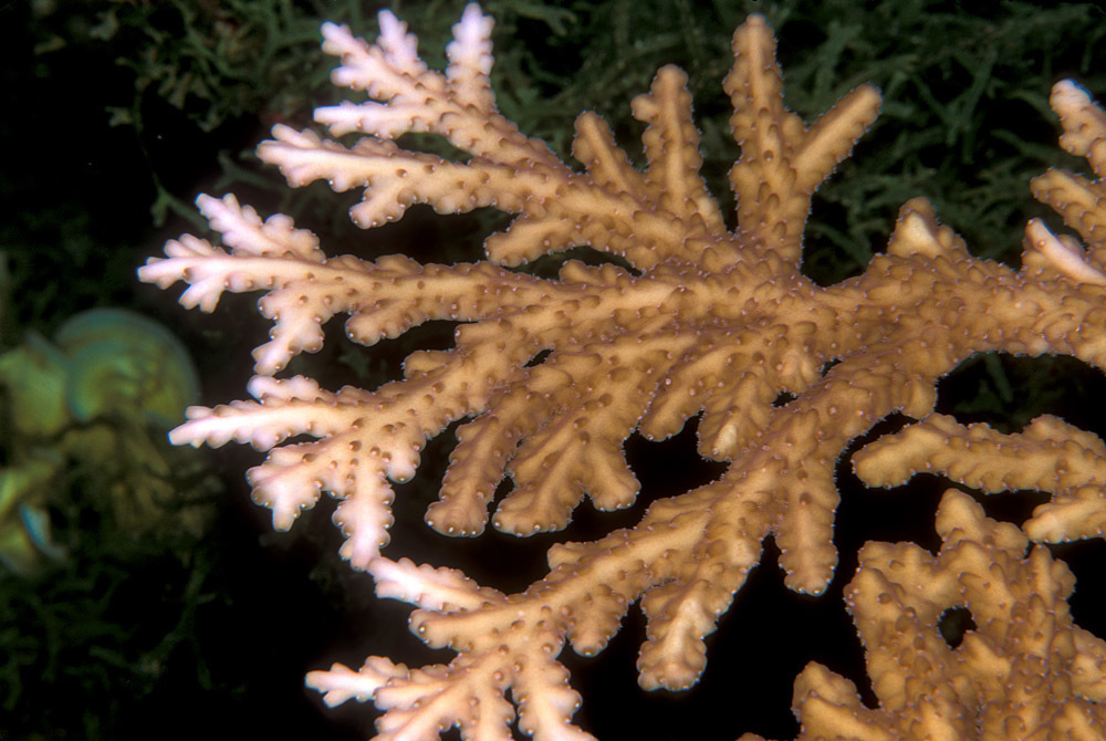 Acropora pichoni