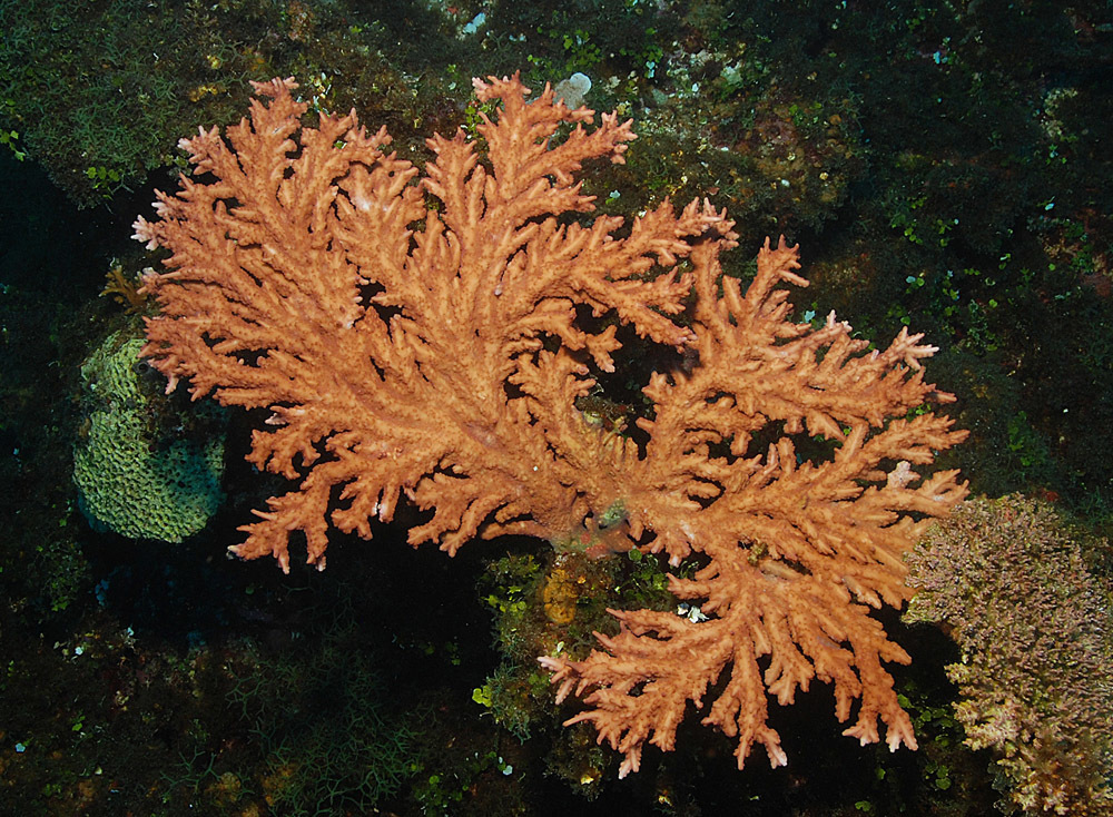 Acropora pichoni · iNaturalist