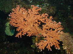 Acropora pichoni