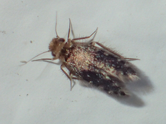 Lepidopsocidae