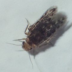 Lepidopsocidae
