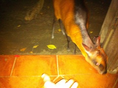 Cephalophus dorsalis