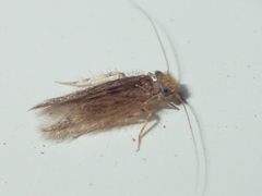 Lepidopsocidae