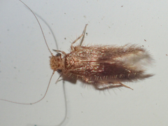 Lepidopsocidae