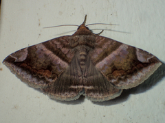 Buzara onelia