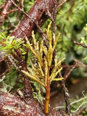 Arceuthobium tsugense