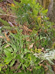 Asplenium chathamense