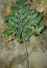 Asplenium chathamense