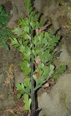 Asplenium chathamense