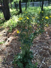 Ranunculus grandifolius