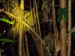 Paradoxurus musangus