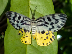 Dysphania malayanus