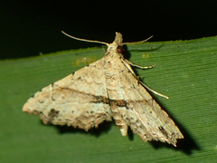 Hypenagonia