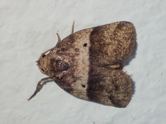 Eugoa bipuncta
