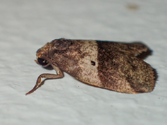 Eugoa bipuncta