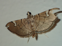 Chalcidoptera appensalis