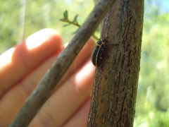 Eudiagogus episcopalis