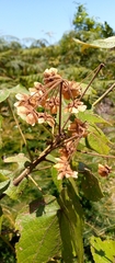Dombeya erythroclada