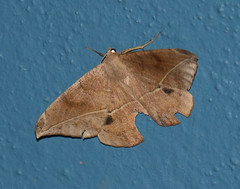 Oxydia vesulia