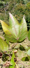 Dombeya erythroclada