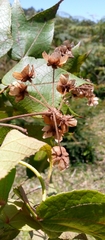 Dombeya erythroclada