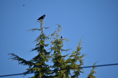 Corvus brachyrhynchos