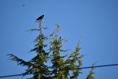 Corvus brachyrhynchos