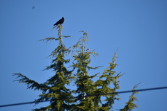 Corvus brachyrhynchos