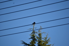 Corvus brachyrhynchos