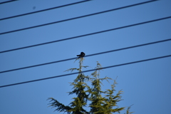 Corvus brachyrhynchos