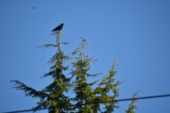 Corvus brachyrhynchos