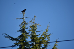 Corvus brachyrhynchos