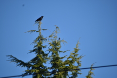 Corvus brachyrhynchos