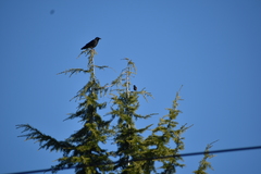 Corvus brachyrhynchos