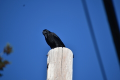 Corvus brachyrhynchos