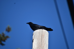 Corvus brachyrhynchos