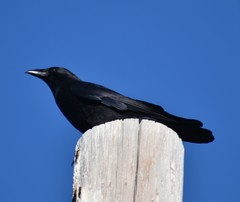 Corvus brachyrhynchos