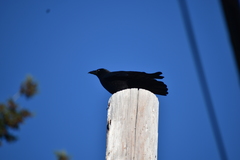 Corvus brachyrhynchos