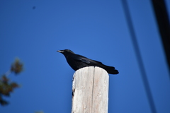 Corvus brachyrhynchos